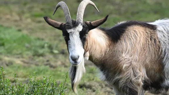 Eine Ziege steht auf einer Wiese,
