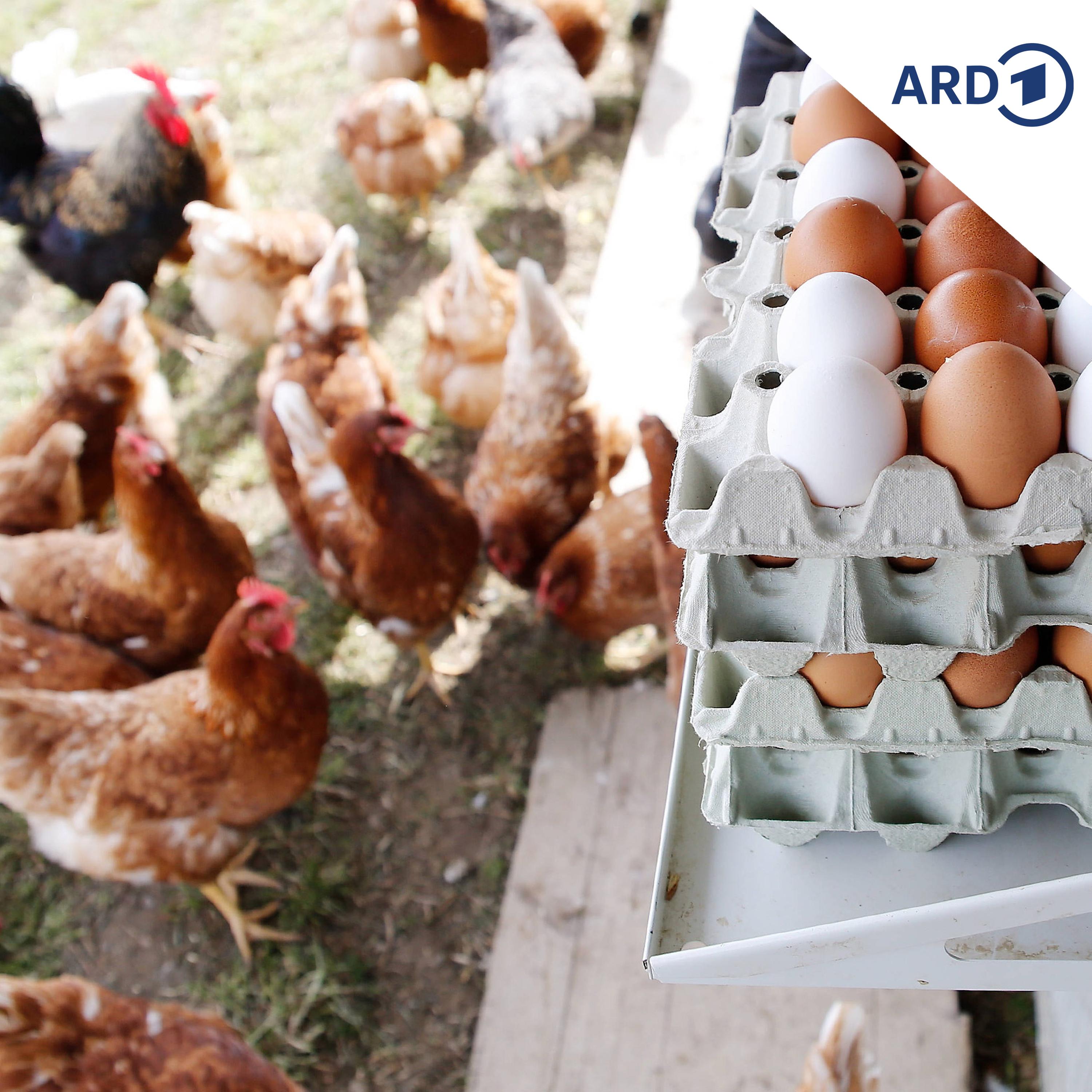 Eiermangel vor Ostern in Polen und Tschechien? episode artwork