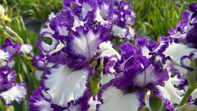Ein Garten voller Iris: Besuch beim legendren Zchter