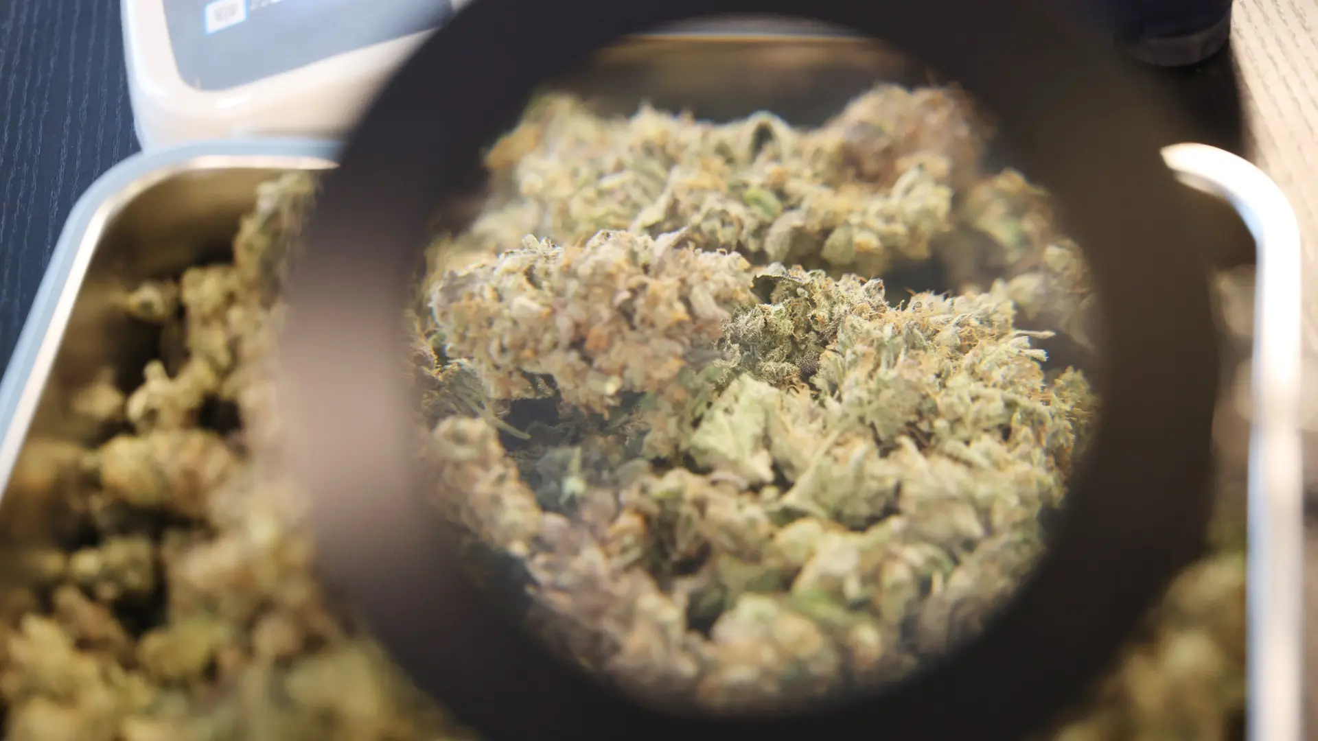 "Offensichtlich rechtswidrig": Gericht kassiert Regeln für Cannabis-Anbau in Thüringen