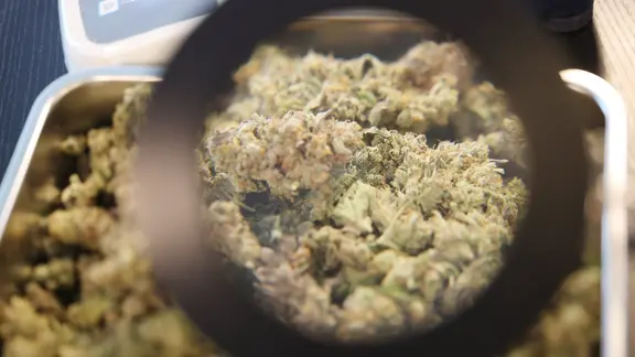 Cannabis liegt in einer Schale im Cannabis Social Club Erfurt e.V.