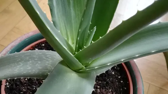 Aloe vera: Die Erfolgsgeschichte einer Sukkulente | mdr.de