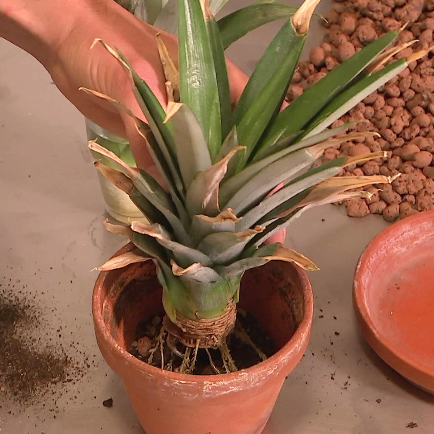Ananas vermehren: Neue Pflanze aus einem Schopf ziehen | mdr.de