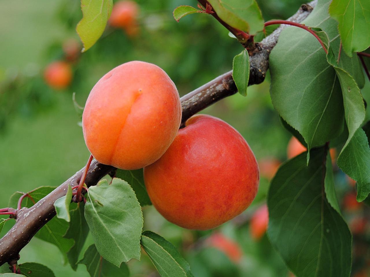 Obstbume pflanzen, dngen und schneiden | mdr.de