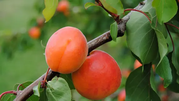 Obstbume pflanzen, dngen und schneiden | mdr.de