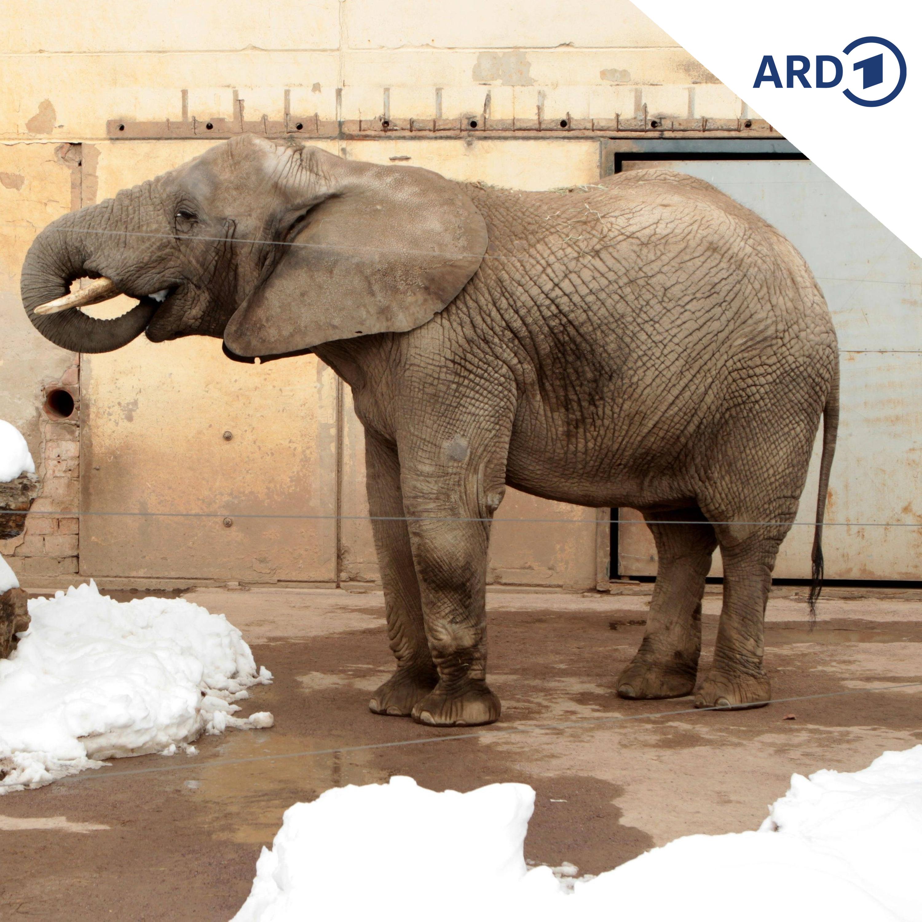 Zoo im Winter: Wie geht es den Tieren bei Kälte und Schnee? episode artwork