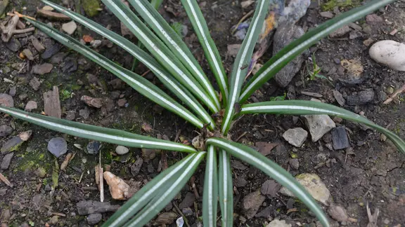 Wenn Frhblher nicht blhen: Blumenzwiebeln und Knollen dngen | mdr.de