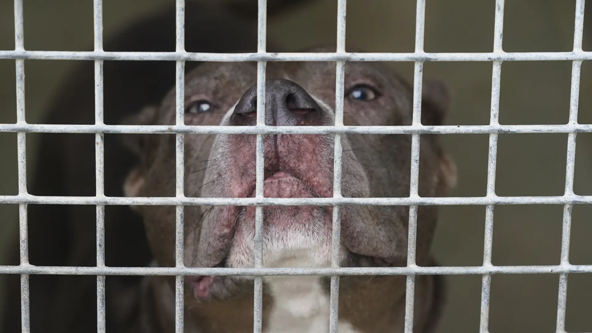 Drosa Tierärztliches Gutachten: Hund hat Kind in Drosa nicht absichtlich ...