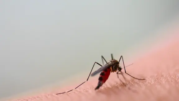 Asiatische Tigermücke breitet sich in Europa aus. Eine Tiegermücke saugt Blut. Die Verbreitung der Asiatischen Tigermücke (Aedes albopictus) oder der Asiatischen Buschmücke (Aedes japonicus) nimmt auch in Europa stark zu. 