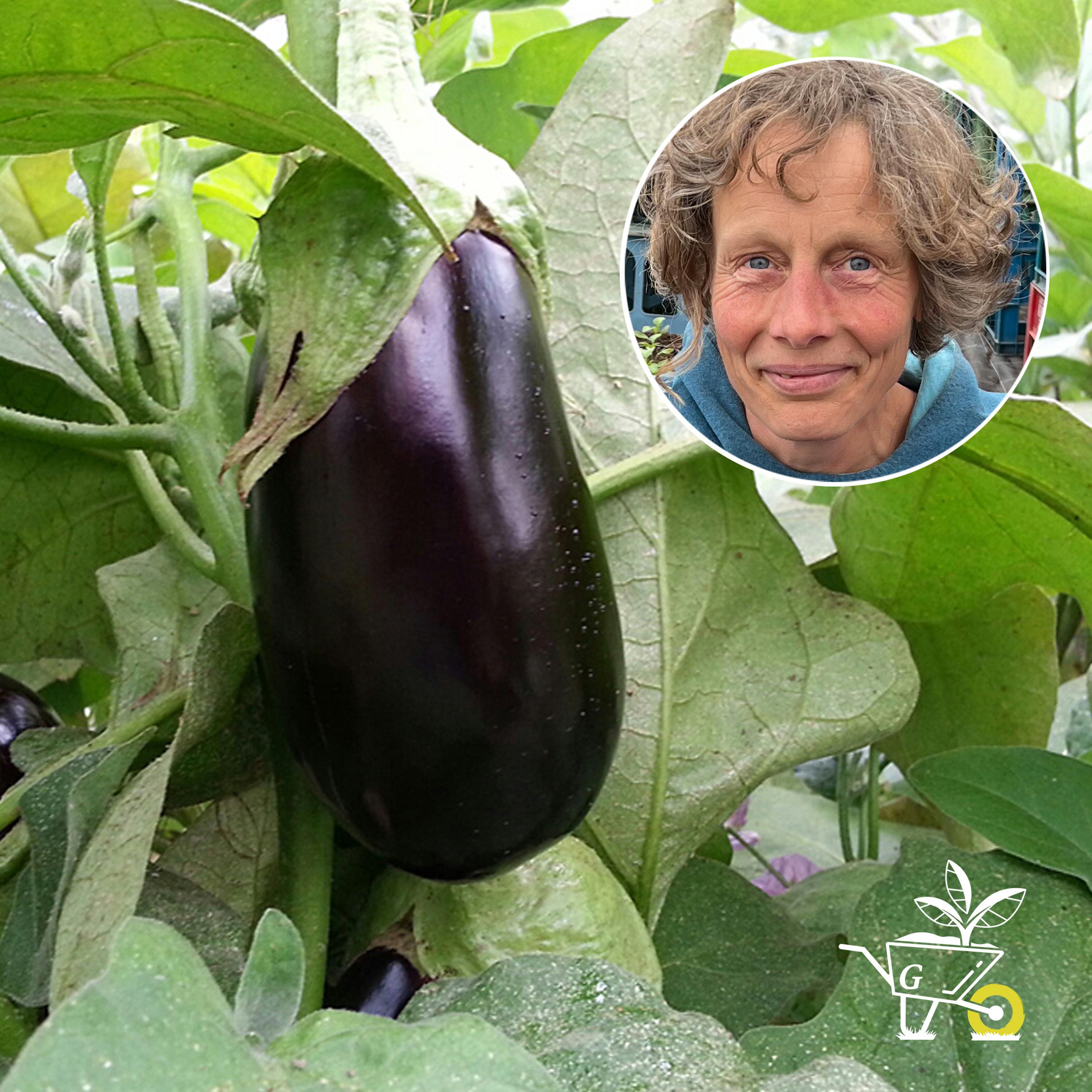 #33: Aubergine, Paprika, Gurke - empfindliches Gemüse anbauen episode artwork