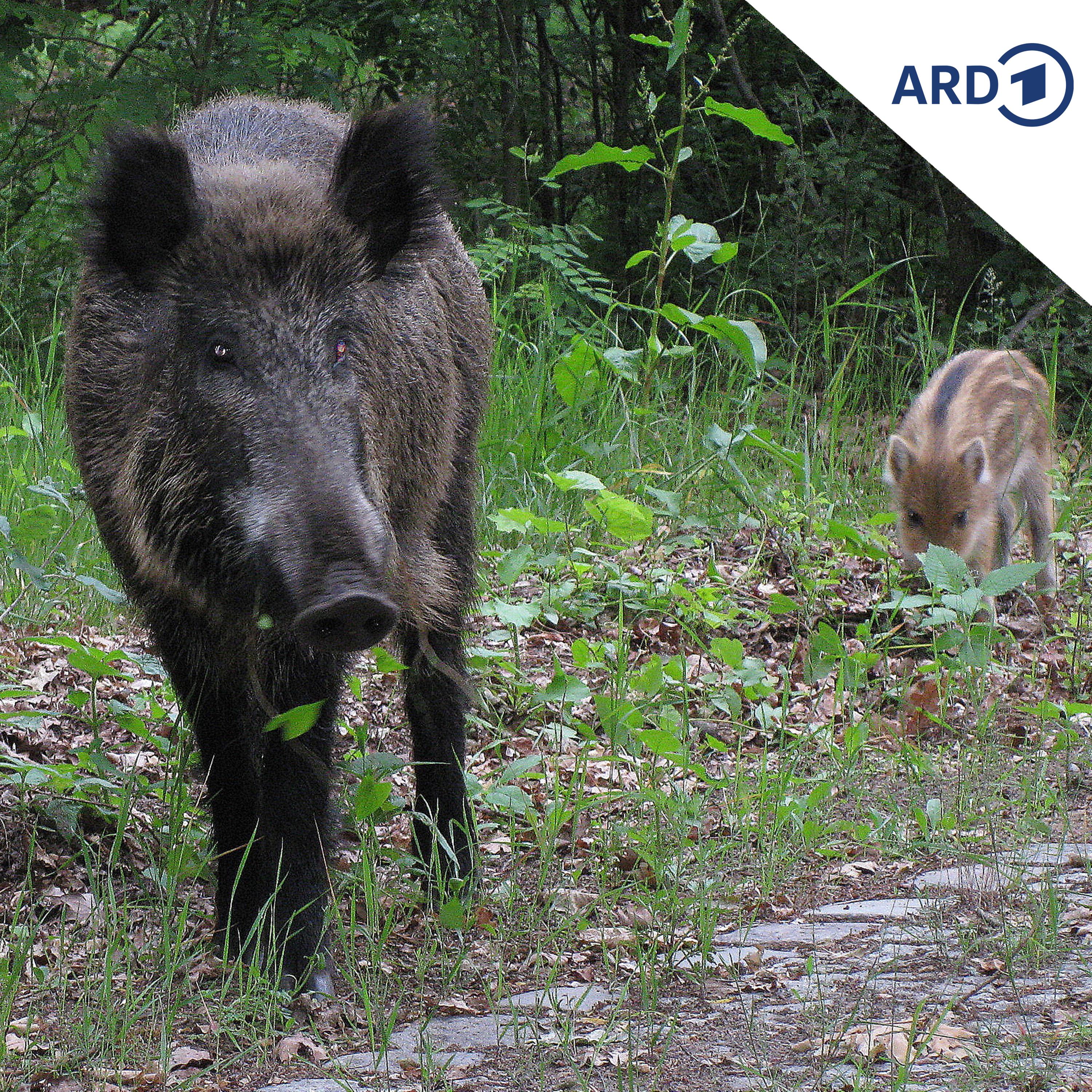 Was tun bei Begegnung mit Wildschweinen? episode artwork