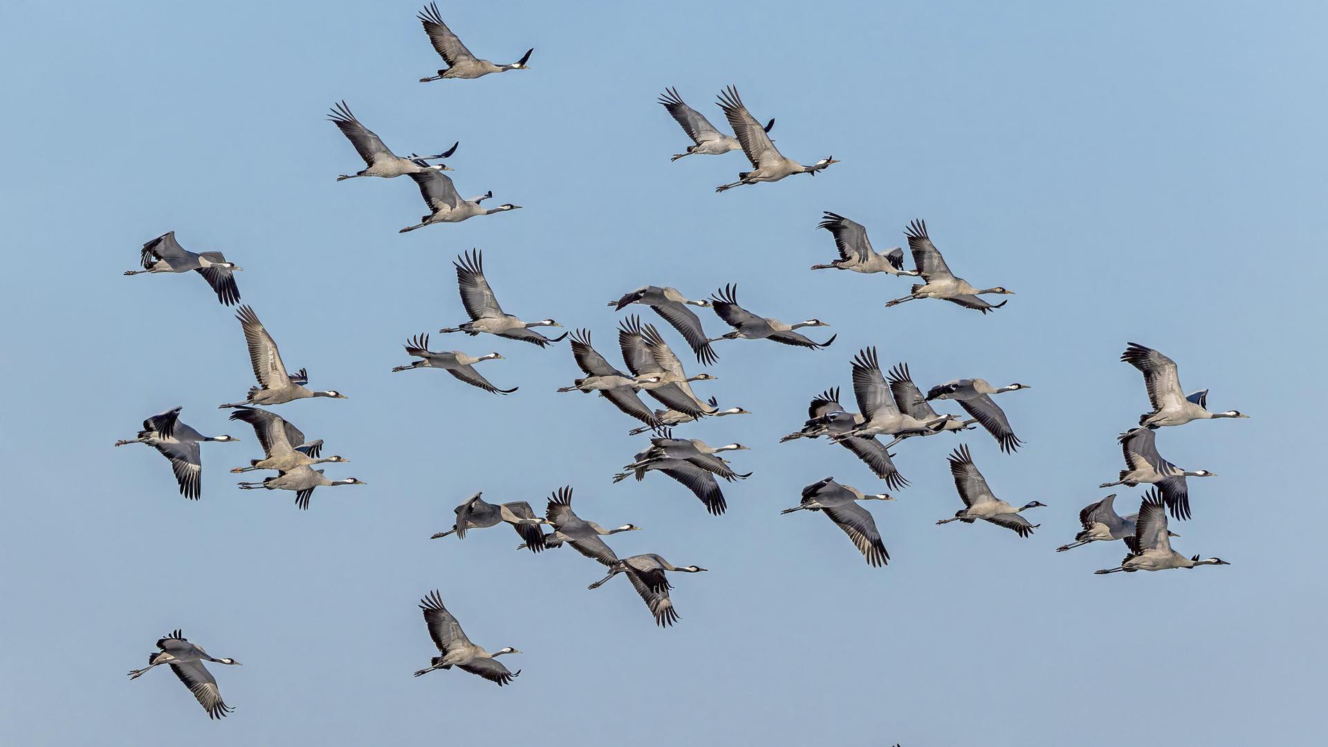 Kraniche sind zurück: Ein Jahr nach Geflügelpest rasten tausende Vögel am Stausee Kelbra
