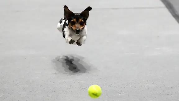 Hund spielt mit Tennisball