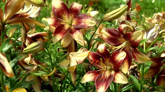 Lilien im Garten pflanzen, pflegen und vermehren | mdr.de
