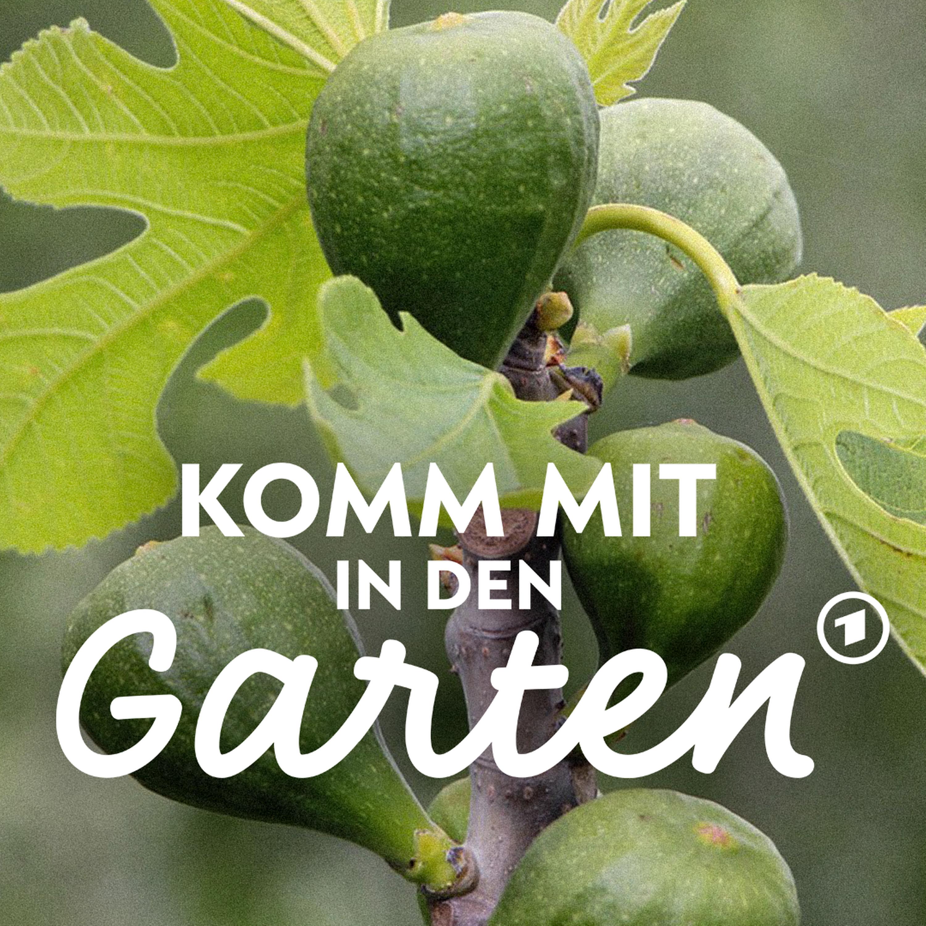 Feigen wachsen auch bei uns episode artwork