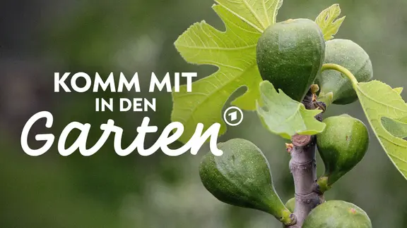 Feigen im Kbel: Standort, Pflege und berwinterung | mdr.de