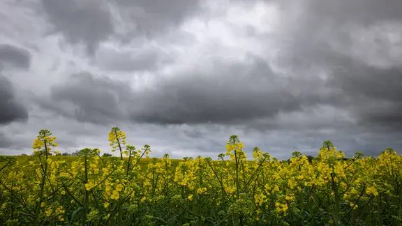 Regen über Rapsfeld