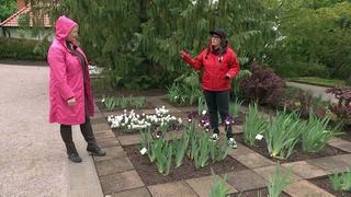 kentia palme dnger Howea forsteriana