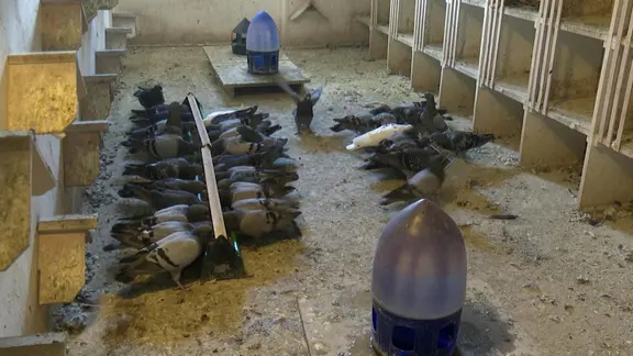 Viele Tauben fressen im Taubenschlag in Torgau. 