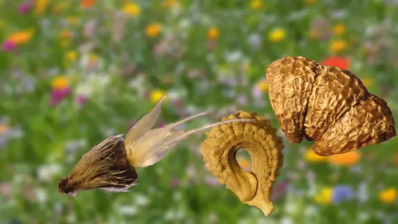 saatgut geschenkset Geschenk-Set Blumige Vielfalt  Gartenzauber Papeterie & Saatgut