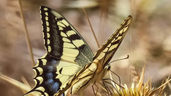 Schutzgebiete reichen nicht: Mehr Wildnis in Deutschland gefordert