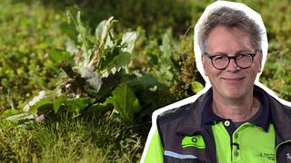 Schildlusestreich: Pflanzendoc gnnt dem Baum einen Schnaps