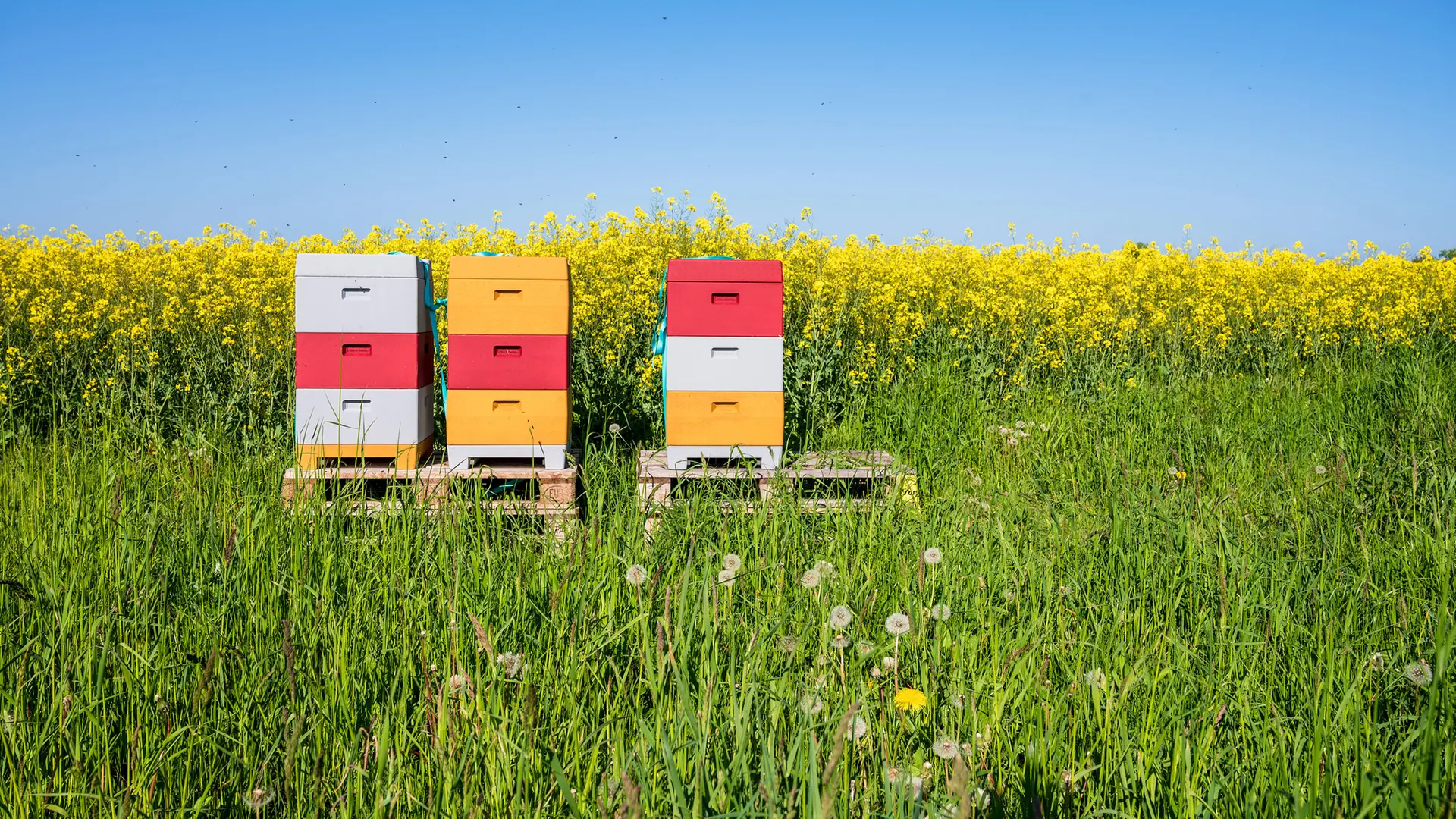 Warum Bienen unersetzlich sind: Bestäubung sichert Ernten der Zukunft