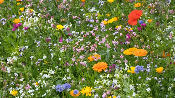 Blten-Samen frs nchste Jahr: Saatgut fr Blumen selbst gewinnen | mdr.de