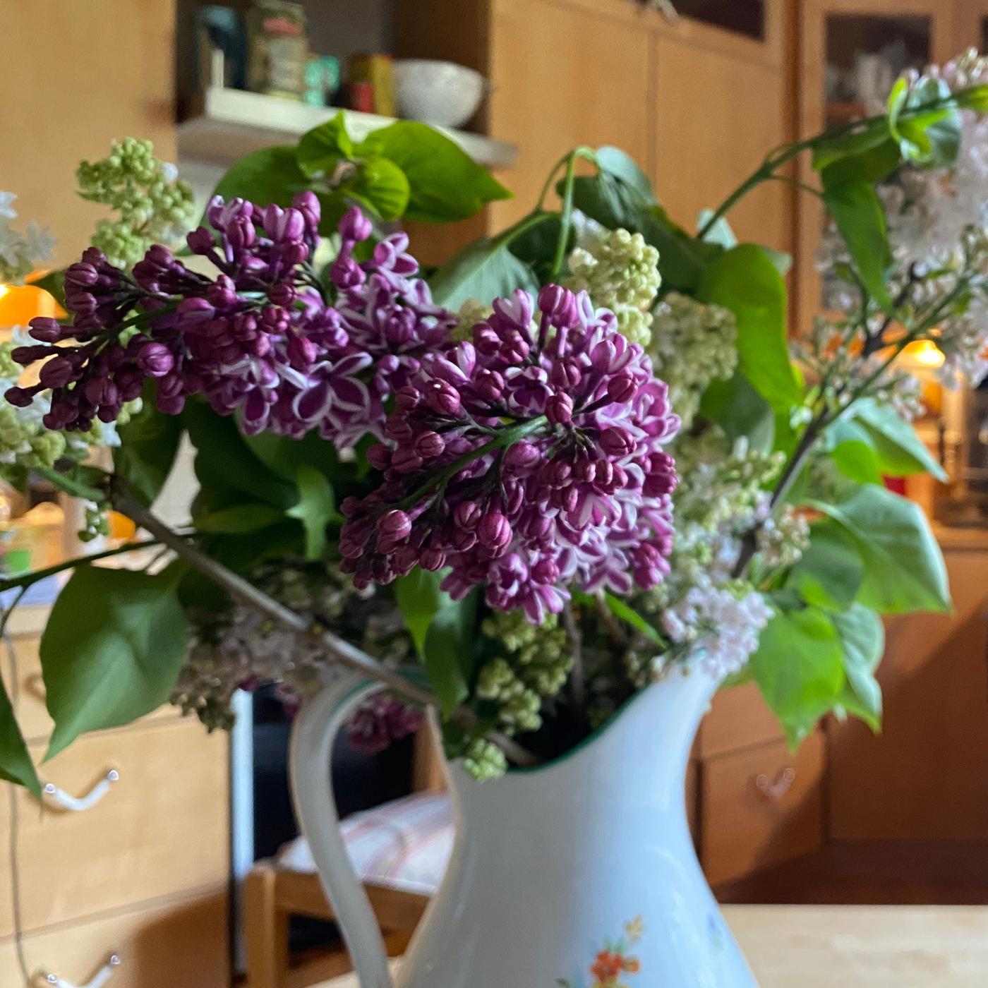 Flieder: So hält er lange in der Vase