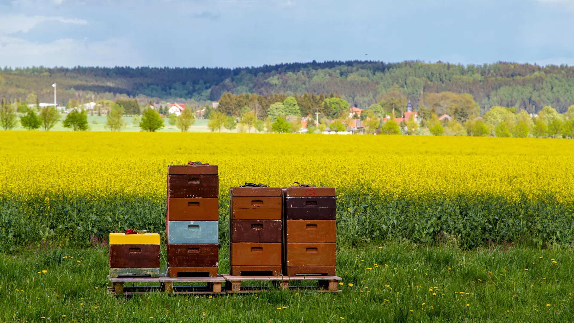 Honigernte in Sachsen-Anhalt: So war das Bienenjahr 2026