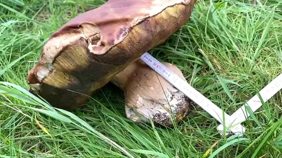 Riesensteinpilz bei Ilmenau