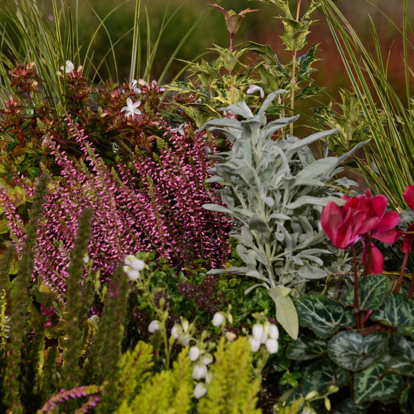 Balkon bepflanzen: Ideen fr Herbst und Winter