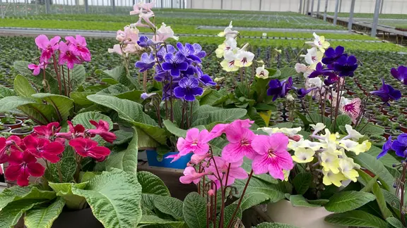 moos künstlich Künstliches Moos – Realistisches Kunstmoos – Amoria Bloom
