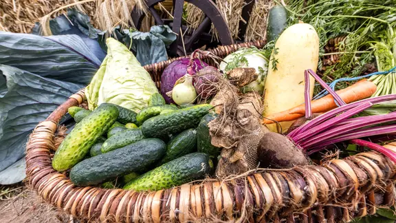 Verschiedene Gurken, Spitzkohl, Zwiebeln und Rote Bete liegen in einem Korb.