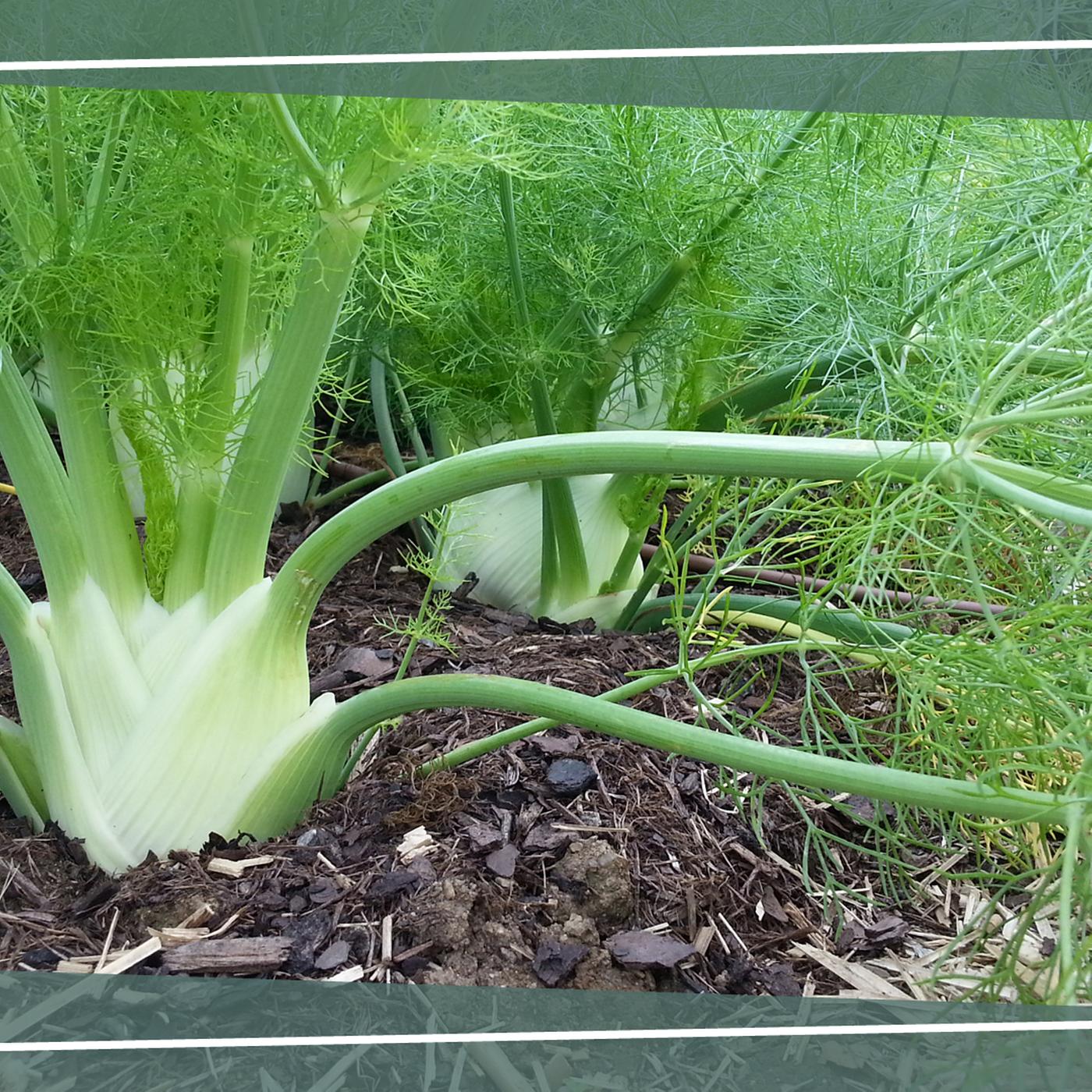Fenchel im Garten anbauen | mdr.de