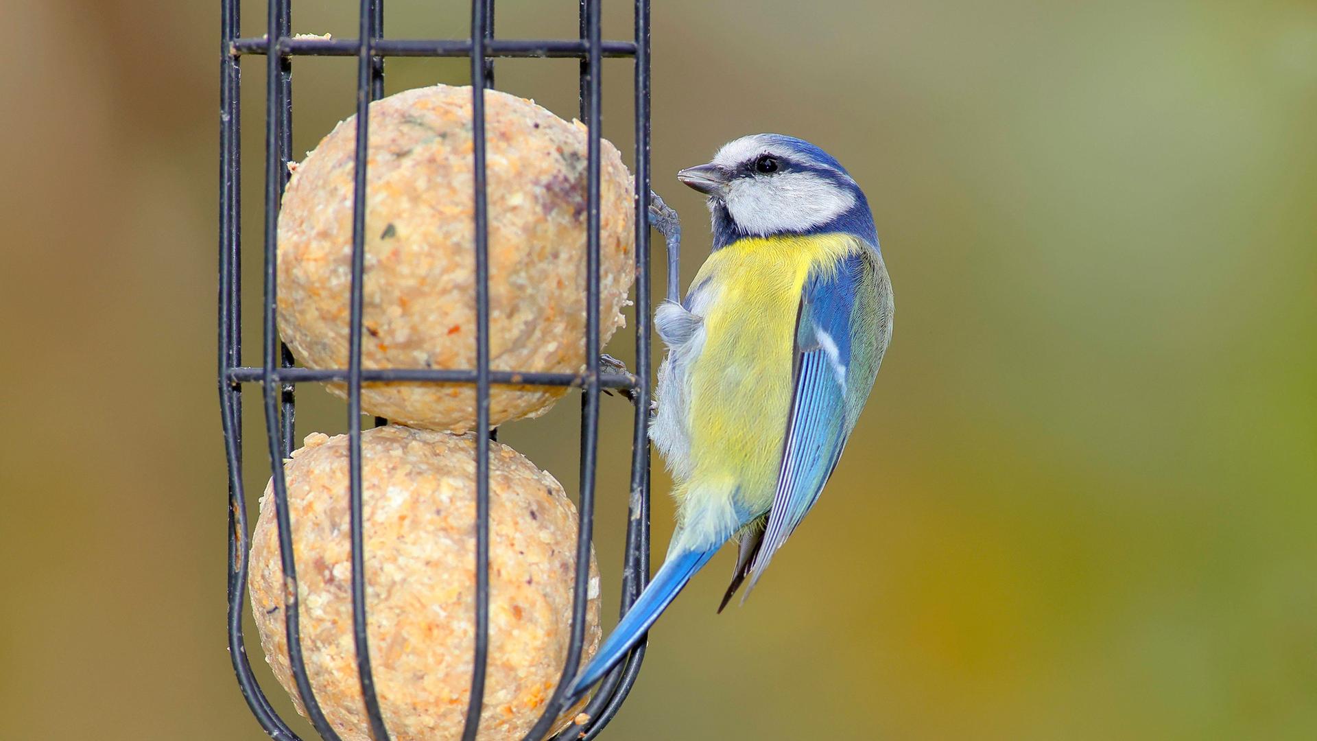 Welcher Vogel im Garten frisst was? Das richtige Vogelfutter finden | mdr.de
