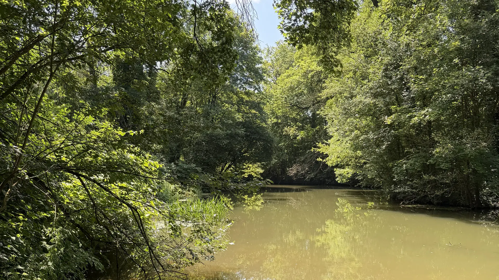 Wenn die Eichen Durst haben: Wald sucht Wasser