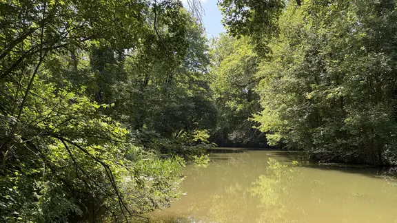 Ein kleiner Fluss fließt durch einen Wald, im Vordergrund liegt Totholz im Wasser