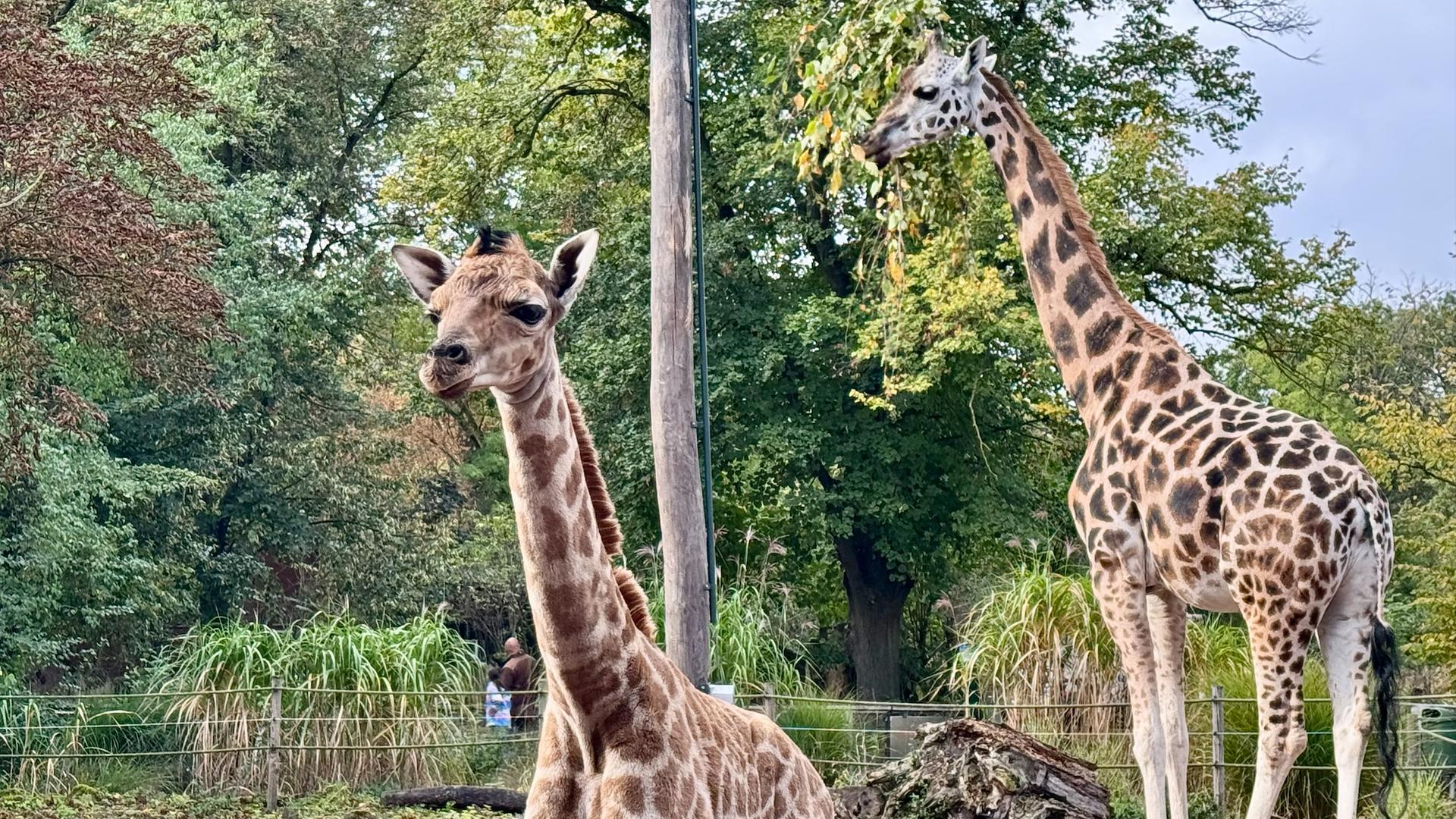 Das Giraffen-Baby im Magdeburger Zoo | Zoo Magdeburg / Anne Gerbel