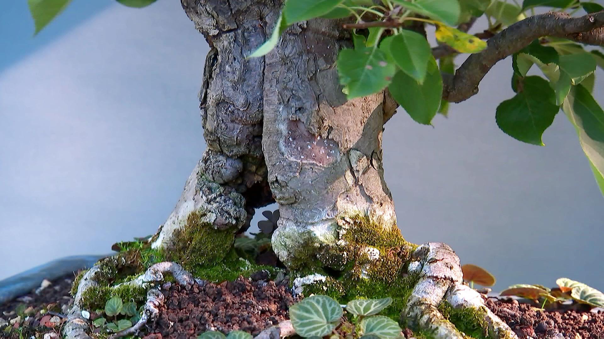 terrarium bonsai XL Bonsai Terrarium Kit 'Akita' H:38cm