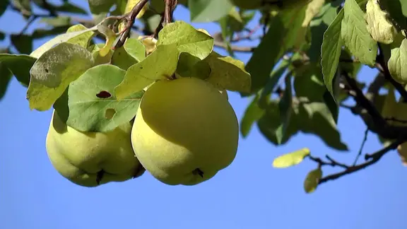 Quitten im Garten: Pflanzen, ernten und verarbeiten | mdr.de