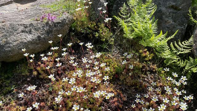 Steingarten mit Hochgebirgspflanzen: Der Rennsteiggarten Oberhof