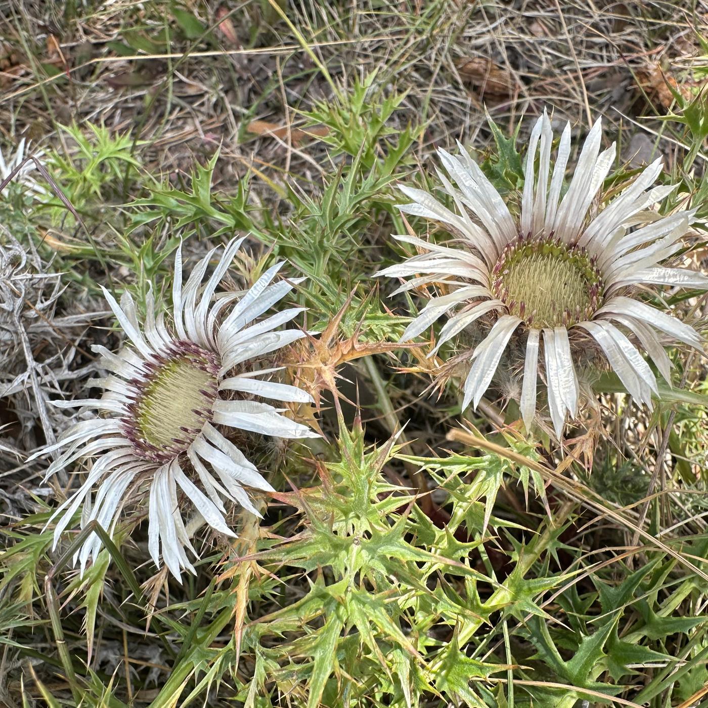 Silberdistel: Stacheliges Überraschungspaket