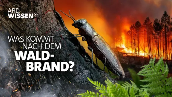 Schwarzer Kiefernprachtkäfer auf verbranntem Holz. Links davon die Schrift: "Aus der Asche - Was kommt nach dem Waldbrand?"