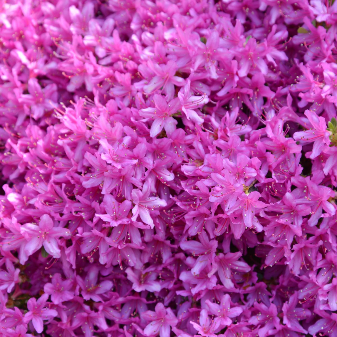 düngen nach neuansaat Volldünger NPK 15-15-15 Frühjahr, Sommer und Herbst – TerraDomi Onlineshop main image 0