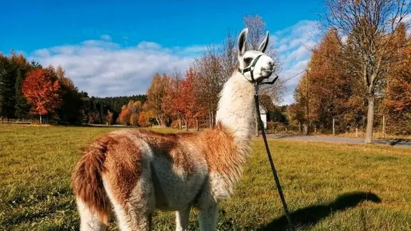 Ein lama steht auf einer herbstlichen Wiese.