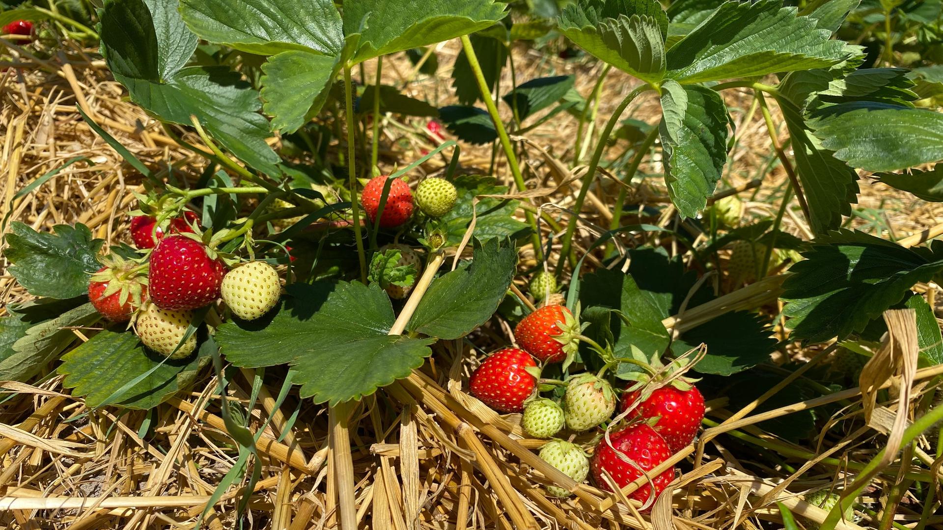 Erdbeeren im Freiland anbauen
