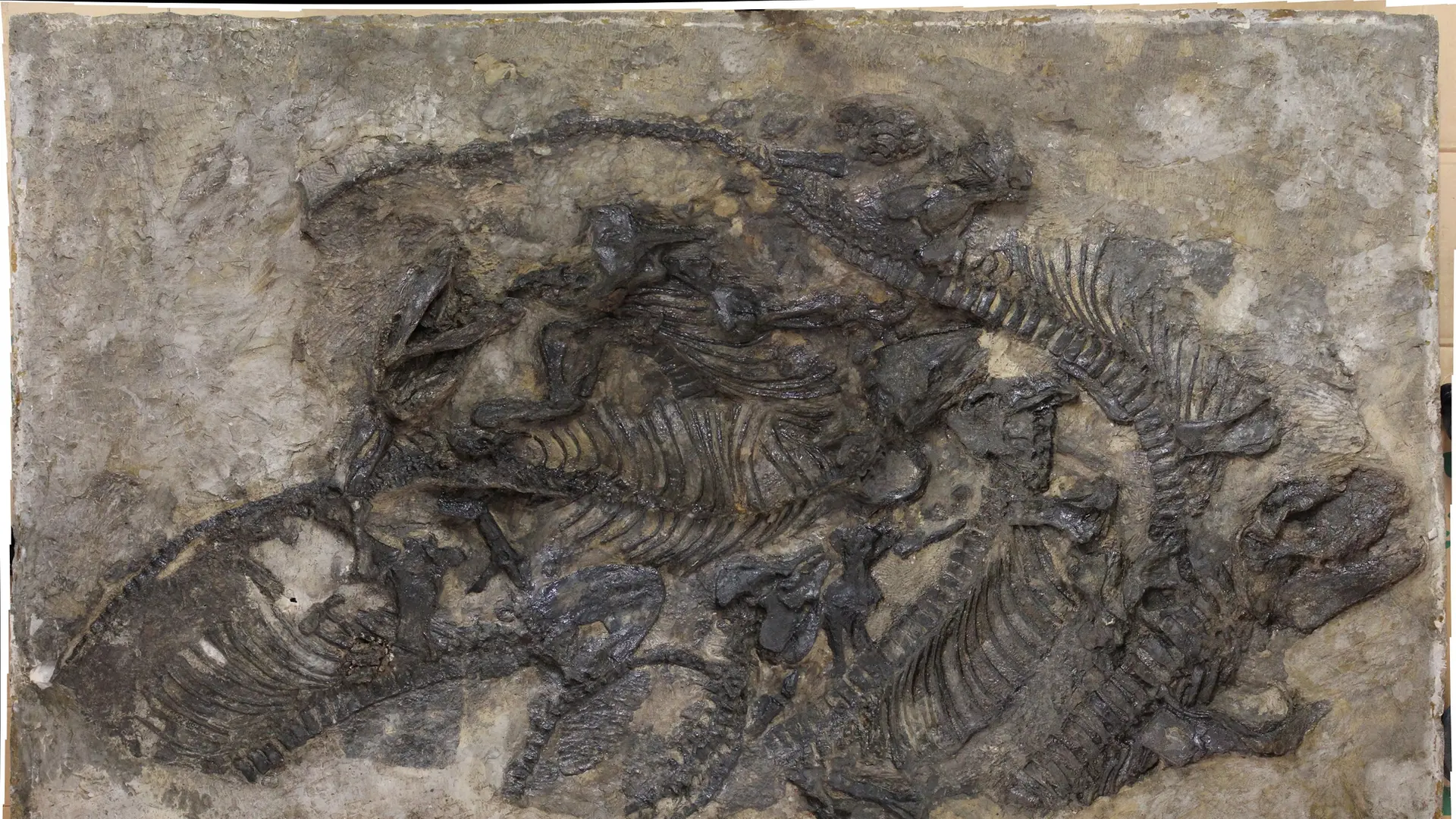 Spektakuläre Sauriererplatte im neuen Zuhause