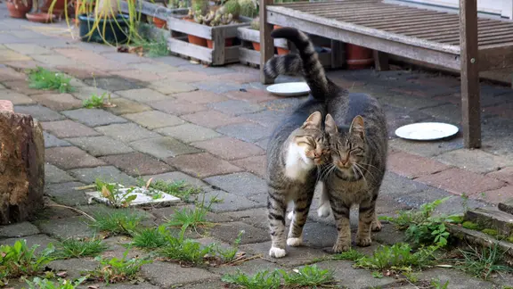 Zwei Katzen nebeneinander (Symbolbild)
