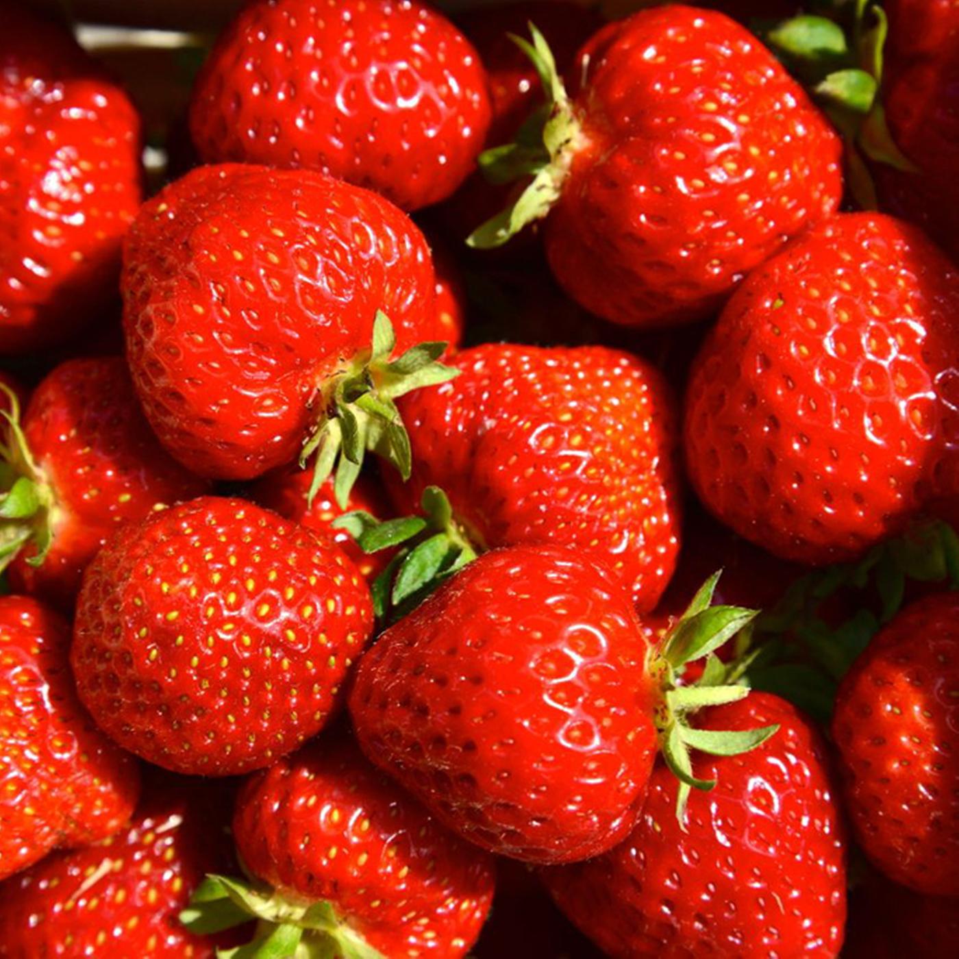 himbeeren pflanzen dngen Himbeeren Dnger von Flora Boost fr gesunde Pflanzen und reiche Ertrge